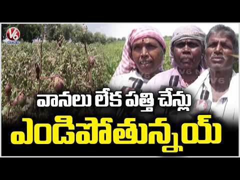 El Nino Impact On Cotton Crop in Palamuru | Farmers Worried Over Rising Temperatures | V6 News - V6NEWSTELUGU