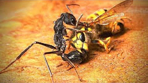 This is Why All Insects Are Afraid of Ants