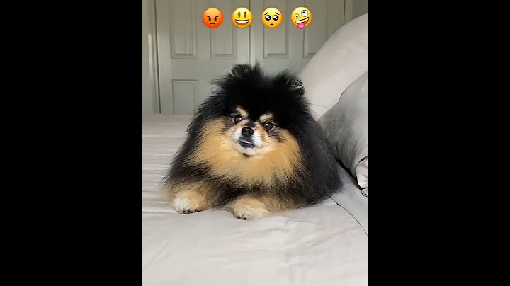 Expression Queen, Which emoji was your favourite ❤️ 🐕 "SUBSCRIBE" for more videos. #shorts #ytshorts