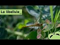 La libellule  insecte impressionnant  pisode 1