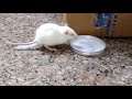 A Hamster || White Mouse at Chandiagrh University Hostel