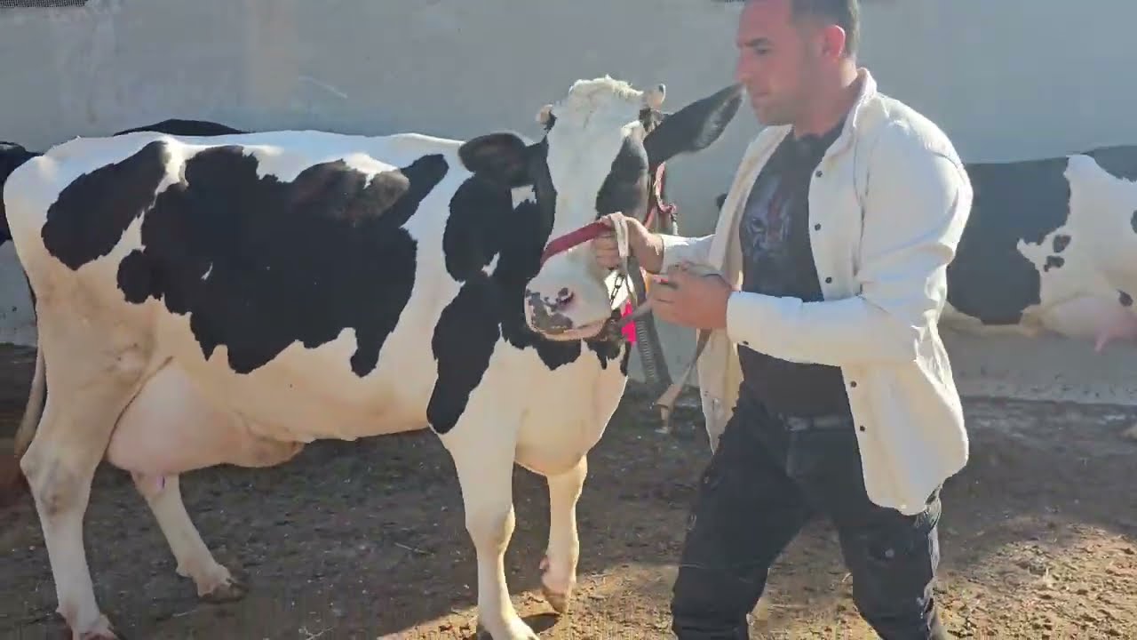 مزرعة محمد النواف وابوطاهر لتواصل 352681111182+ /352681513040+محمد النواف