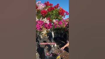 Ngũ sắc thái một cốt lùn lực..#shorts