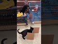 Rocky video