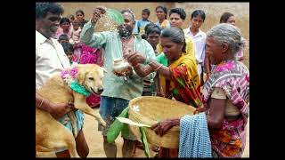 В Индии Женщина Вышла Замуж За Собаку