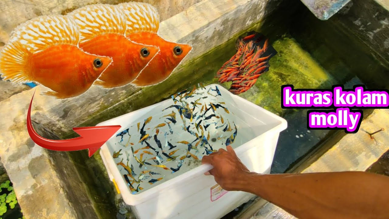 KURAS KERAJAAN IKAN MOLLY dan update terkini ikan dikolam