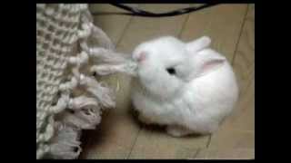 Happy Easter By Angelica *