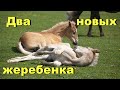 Рождение двух жеребят в один день!