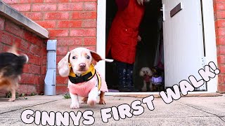 Miniature dachsund puppies first walk by Cece Canino My Life With Dogs 107 views 1 month ago 7 minutes, 50 seconds