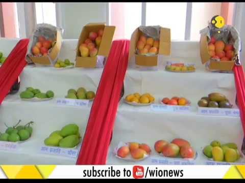 Video: Hvem Opfandt Mango Festival I Indien