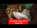 Savage pacman frog eats hamster warning live feeding