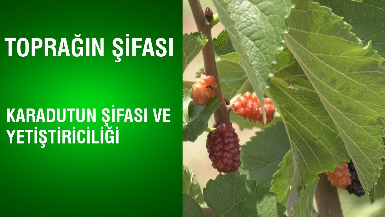 Toprağın Şifası - Karadutun Şifası ve Yetiştiriciliği