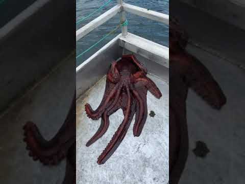 Video: Humboldt chobotnice - tajemný obr hlubokého moře