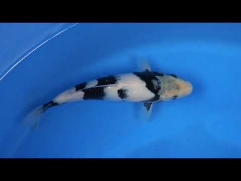 2nd PL-KOI Master Cup 2026 OS-54 25 Cm