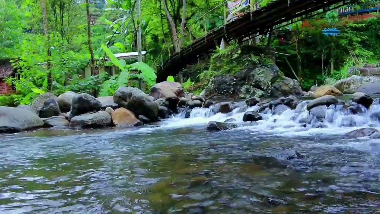 Flowing River & Birds Chirping ASMR  Peaceful Forest Nature Sounds 😌🌿
