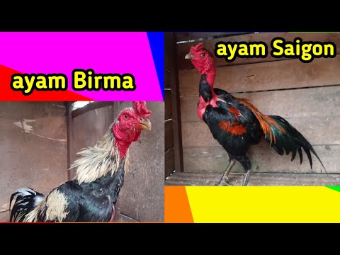 Ayam Saigon Bangkok