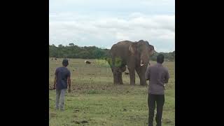 Wildlife Officials Injecting Medicine Into An Injured Tusk Elephant |負傷したキバゾウに薬を注射する野生動物担当者 #Shorts