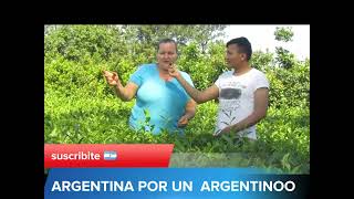 "LA CAPITAL DEL TÉ" Y LA YERBA MATE🌿🌿. CAMPO VIERA MISIONES-ARGENTINA🇦🇷