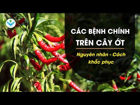 Video: Họ có phục vụ ớt ở Chili's không?