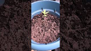 TERPY TIME TASTE BUDS - GROW UPDATE !!!! #new #2025 #california #bayarea #cannabis #grow