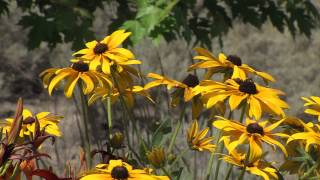 AMAZING GRACE sung by Alan Jackson