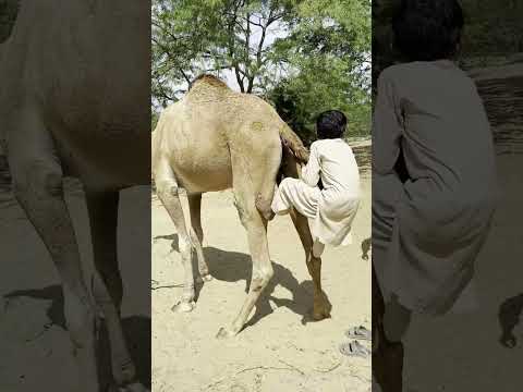 طفل صغير ينهض ويمشي 