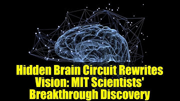 Hidden Brain Circuit Rewrites Vision: MIT Scientists