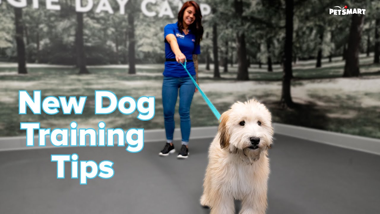 petsmart dog training classes