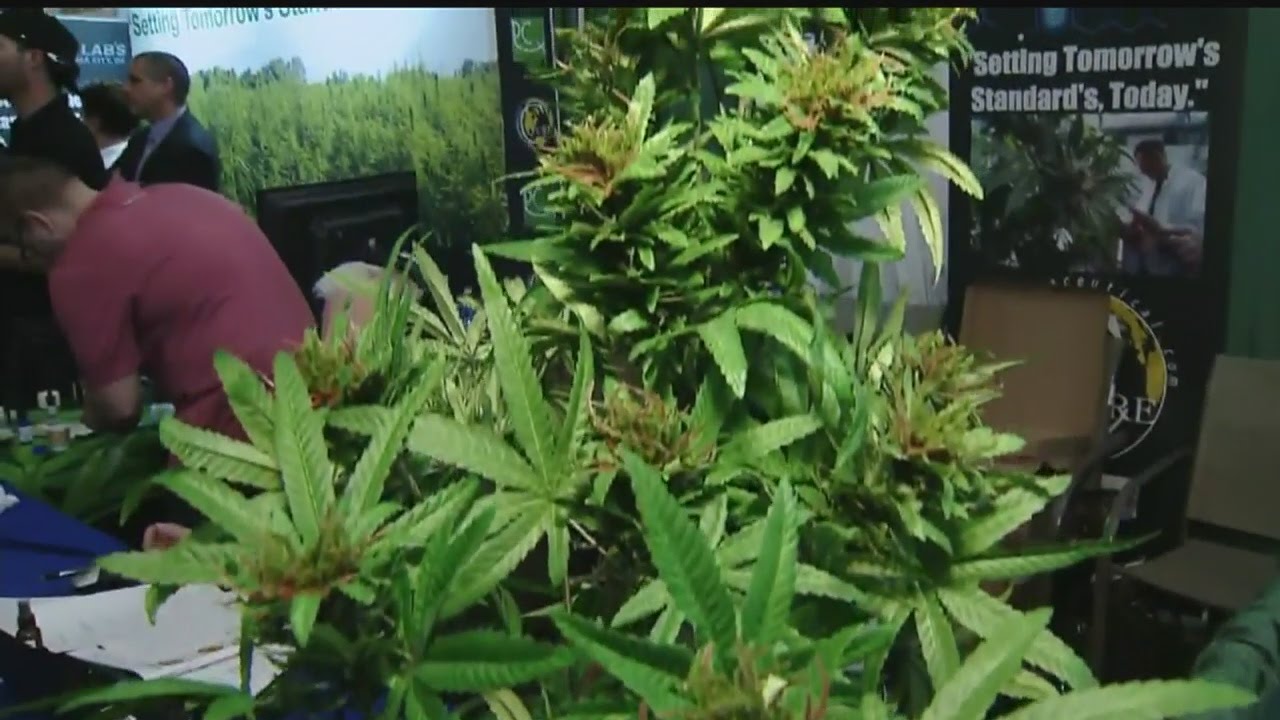 Enthusiasm growing for marijuana company in New Castle