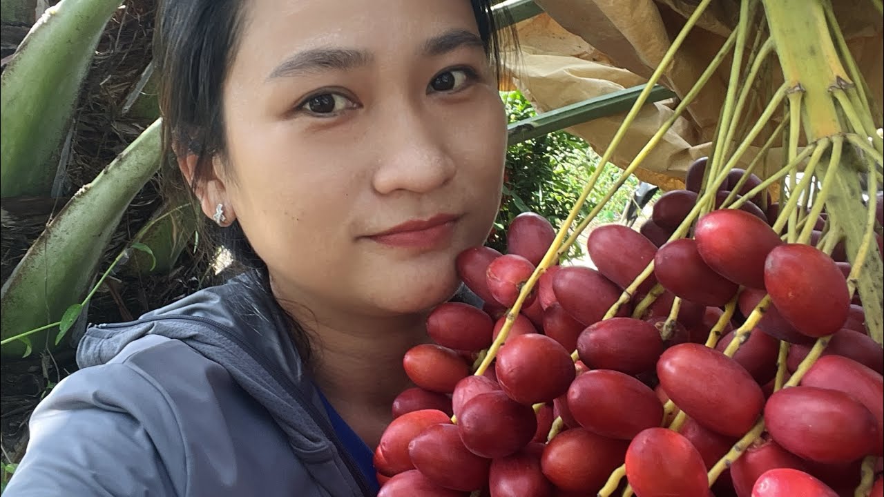 Thăm vườn cha là đang cho siêu trái tại Tân Châu An Giang 0945707848 liên hệ cay giống 