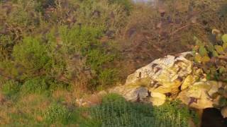 Bats emerge from Stewart Bat Cave at Kickapoo Caverns State Park, Texas