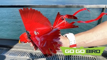 Go Go Bird Flying in the City | Zing