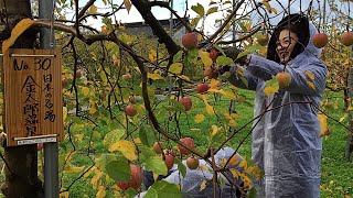 Apple Farms Compilation - Pick Apples At Real Japanese Farms