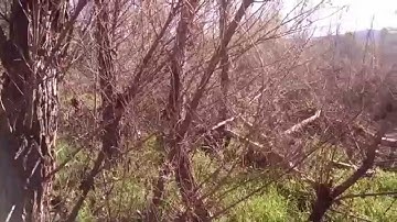 Swarm Trap Location Video (New, wide format)