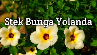 Download Lagu Cara stek bunga yolanda MP3