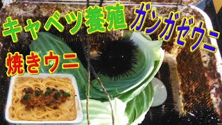 【焼きウニ】春のウニ祭り、ガンガゼウニきゃべつ養殖