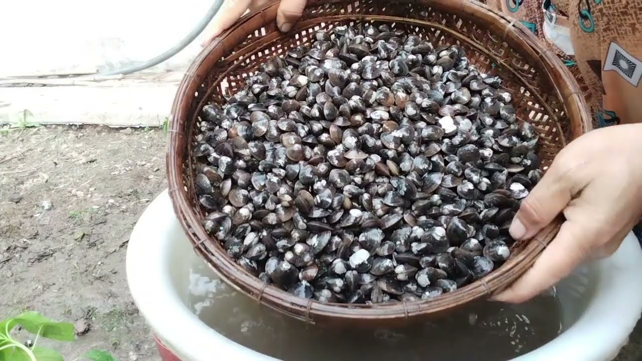 Cách Luộc Hến Và Tách Vỏ Hến Siêu Nhanh Ruột Trắng Tươi Rất Ngon#buacomquenha