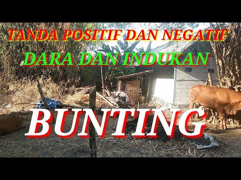 Video: Hijauan Dan Efek Berkembang Biak Pada Perilaku Dan Temperamen Sapi Dara Hamil