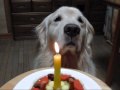 ＣＯＣＯちゃんの誕生日