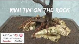 Mini Bonsai Tin program on the Rock