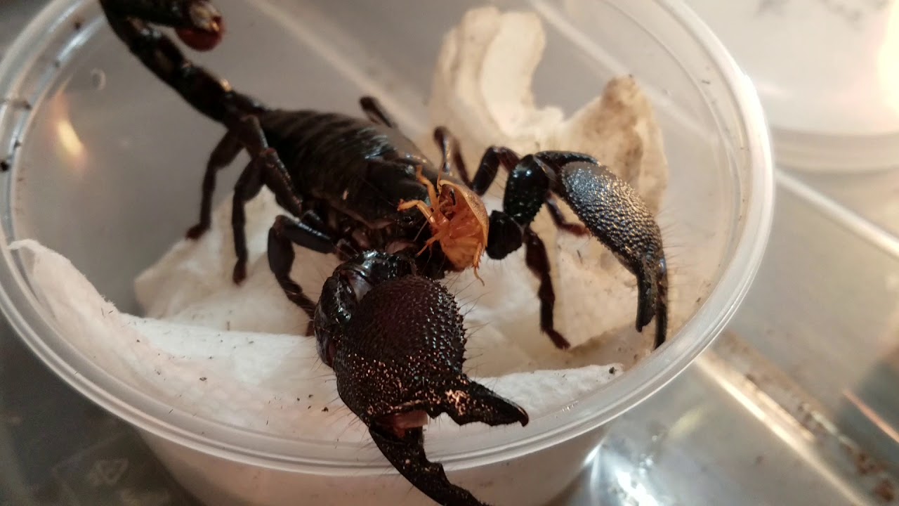 Emperor Scorpion Unboxing Youtube
