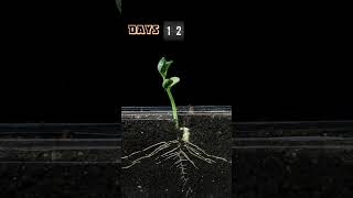 Mind-Blowing Bean Sprout Time Lapse Must-See growingseeds