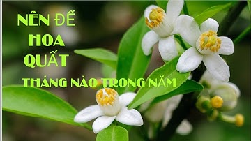 Nên Để Hoa Quất Vào Tháng Nào Để Tết Có Cây Quất Đẹp