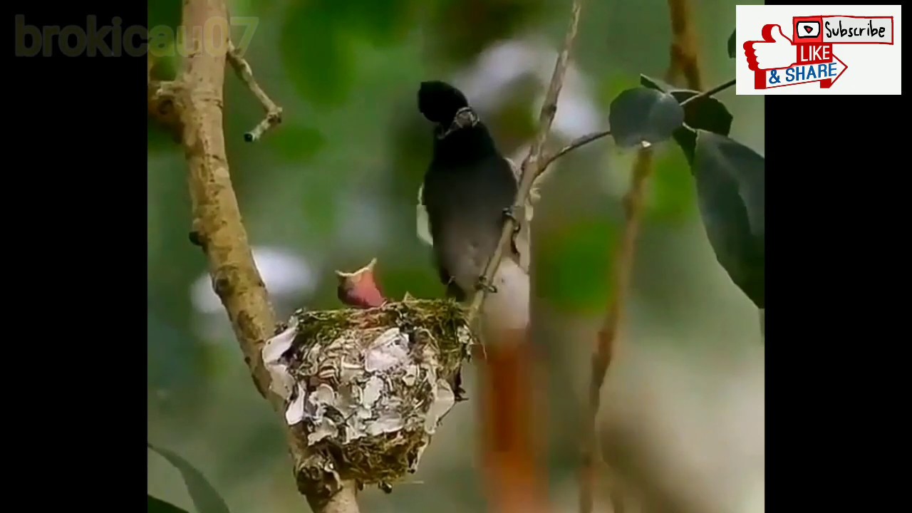 burung kecil cantik dengan suara merdu warnamu mempesona mata 
