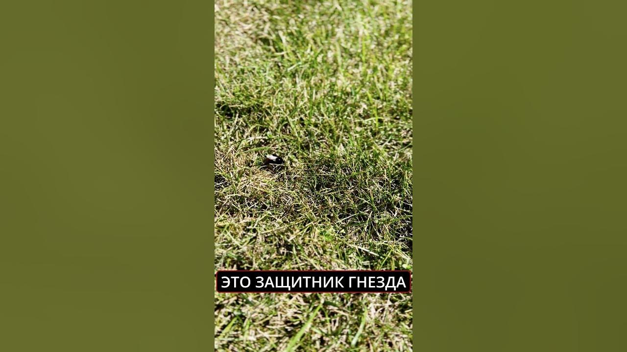 Шмели защищают свое Гнездо 🪹 #шмель - YouTube