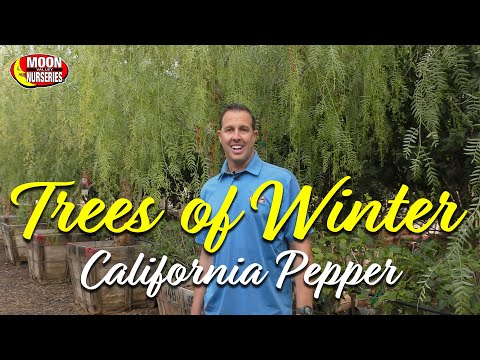 Video: What Is A California Pepper Tree - Growing California Pepper Trees