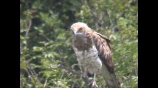 Short-toed Snake Eagle - Biancone (Circaetus gallicus)