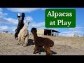 Alpacas at Play