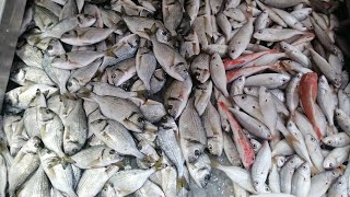 أسعار بعض انواع السمك البحري في لبنان