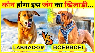 Labrador VS Boerboel Fight Comparison 2023  | Difference Lion Blood Dog VS Labrador Retriever by Wildlife Claws 322 views 1 year ago 4 minutes, 9 seconds